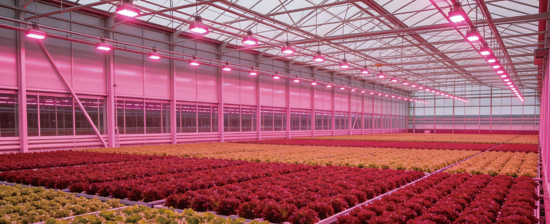 Netherlands – Modern Facility Agriculture Greenhouse